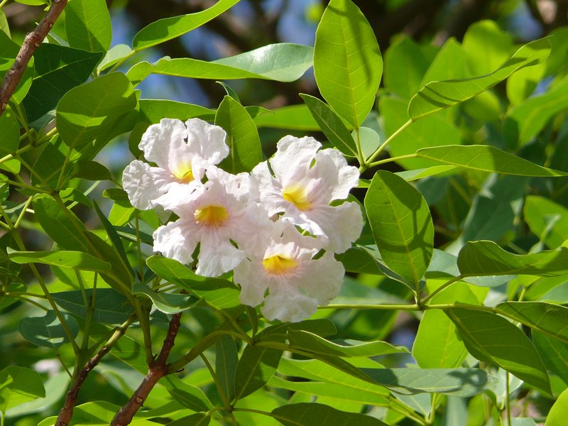 Tabebuia – eFlora of India